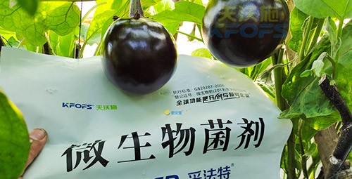 進(jìn)口水溶肥蔬菜上怎么用效果好？