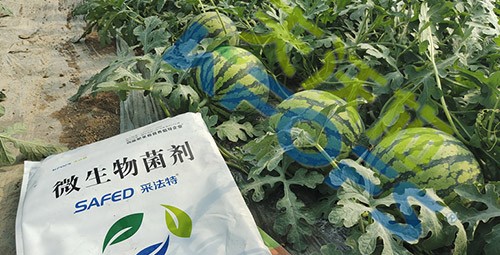 西瓜用微生物菌劑，能達(dá)到什么效果？