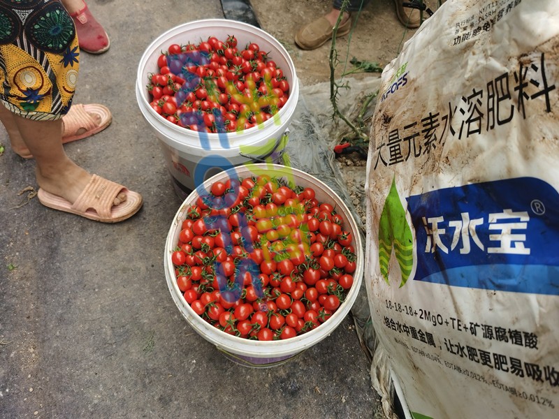 大量元素水溶肥-小番茄用沃水寶大量元素.jpg