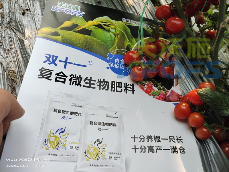 雙十一復(fù)合微生物肥料讓番茄色澤好