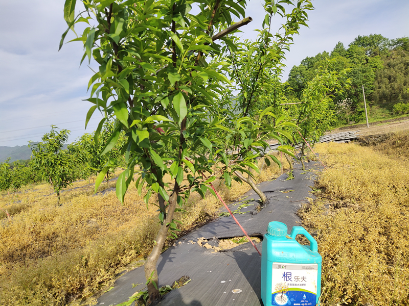 生根劑-桃樹(shù)用沃葉根樂(lè)夫生根劑效果1.png