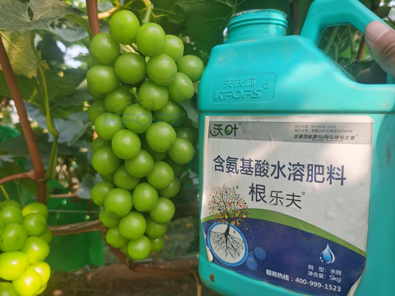 陽(yáng)光玫瑰葡萄種植技術(shù)-沃葉根樂(lè)夫.png