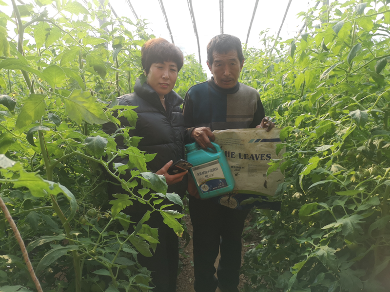 西紅柿種植技術(shù)與管理，就看這篇！