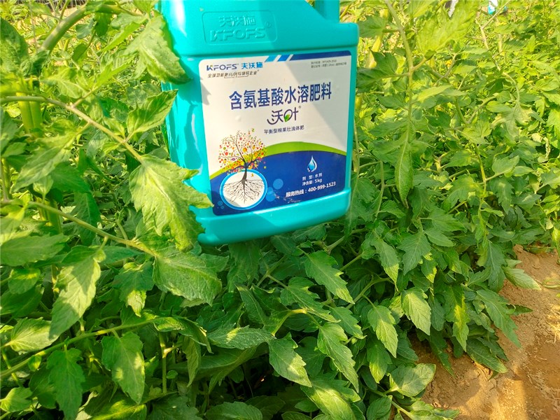 水溶肥-番茄沖施沃葉氨基酸水溶肥效果.jpg