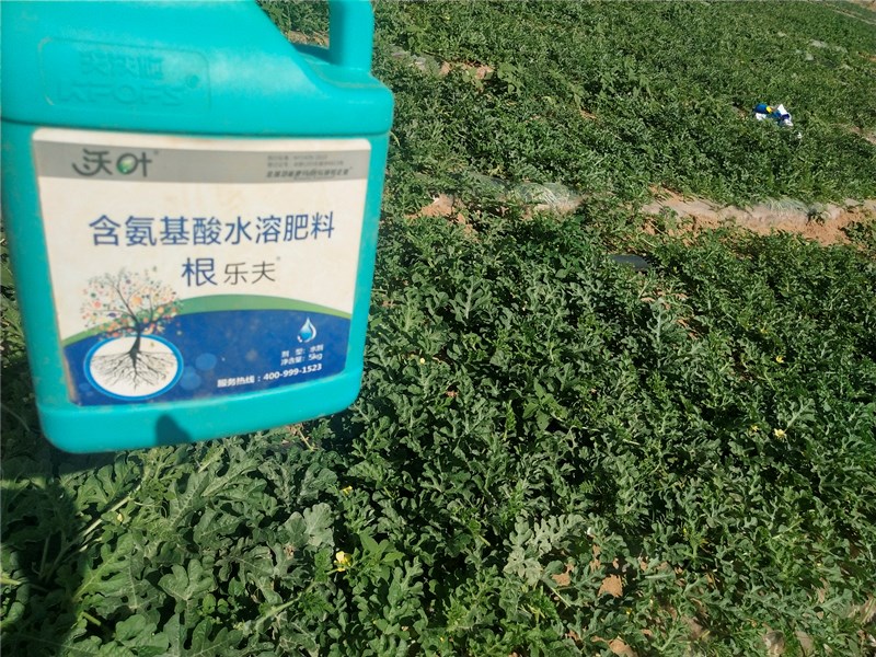 生根劑-西瓜用根樂夫生根劑水溶肥效果1.jpg