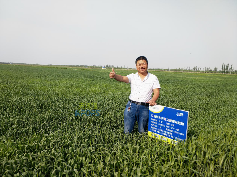 小麥拔節(jié)期用什么肥-沃葉小麥.png