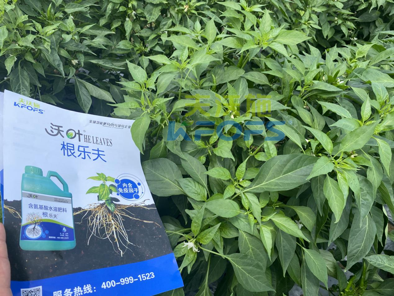 青椒種植用什么水溶肥？張大叔推薦沃葉