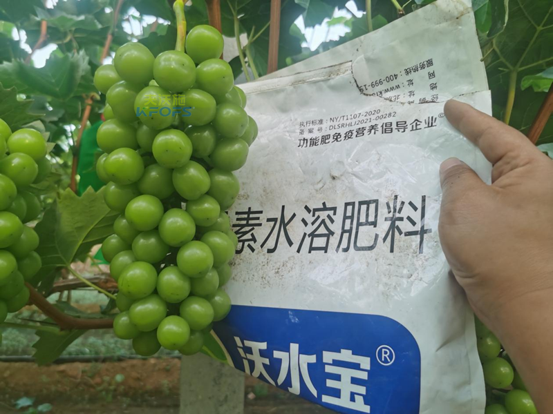 水溶肥-陽光玫瑰葡萄用沃水寶水溶肥.png