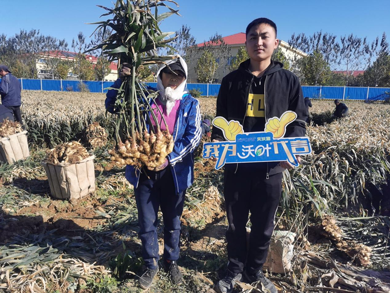 水溶肥為什么大姜一定要用?