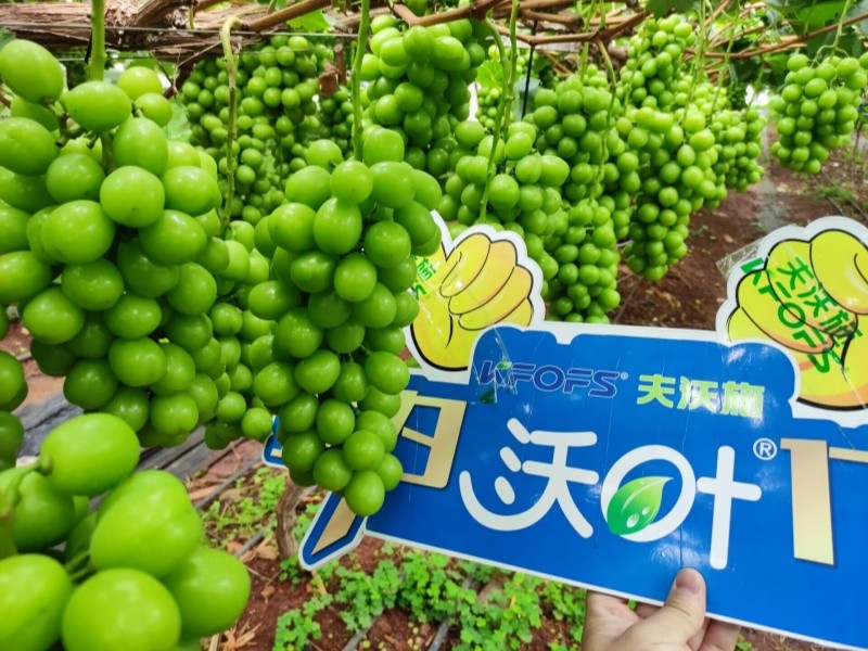 水溶肥選對了，葡萄種植不用愁