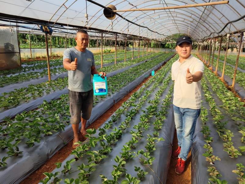 草莓施肥用什么肥料好-沃葉根樂夫.png